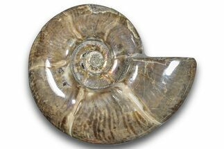 Polished Ammonite (Argonauticeras) Fossil - Madagascar #246199