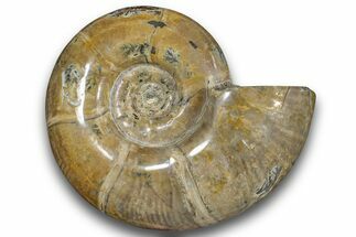 Polished Ammonite (Argonauticeras) Fossil - Madagascar #246201