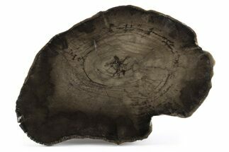 Polished Petrified Wood Round - Utah #244909