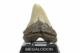 Fossil Megalodon Tooth - North Carolina #245894