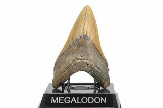 Fossil Megalodon Tooth - North Carolina #245896