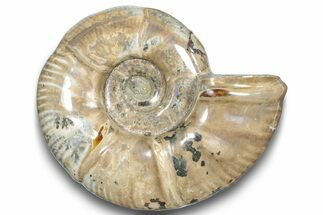 Polished Ammonite (Argonauticeras) Fossil - Madagascar #246209