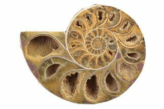 Jurassic Cut & Polished Ammonite Fossil (Half) - Madagascar #239532