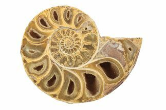 Jurassic Cut & Polished Ammonite Fossil (Half) - Madagascar #239524