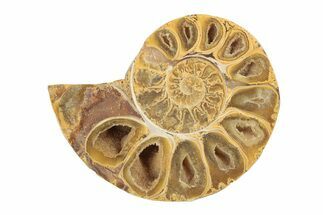 Jurassic Cut & Polished Ammonite Fossil (Half) - Madagascar #239525