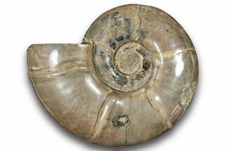 Polished Ammonite (Eotetragonites) Fossil - Madagascar #246206
