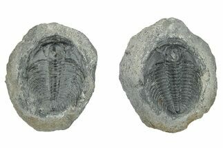 Upper Cambrain Trilobite (Labiostria) Pos/Neg - British Columbia #246618