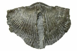 Pyrite-Replaced Brachiopod (Paraspirifer) Fossil - Ohio #246649