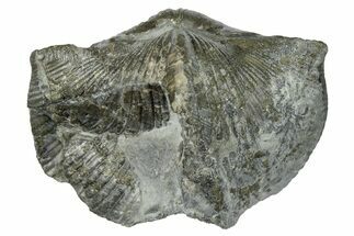 Pyrite-Replaced Brachiopod (Paraspirifer) Fossil - Ohio #246652
