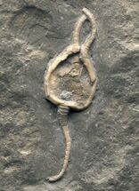 Killer Pleurocystites (Cystoid) - Brechin, Ontario #14700