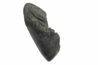 Partial, Fossil Megalodon Tooth - South Carolina #240129