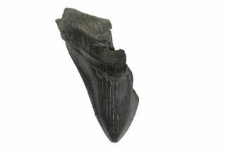 Partial, Fossil Megalodon Tooth - Serrated Blade #240141