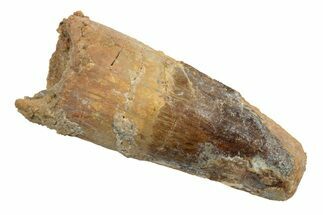 Fossil Spinosaurus Tooth - Real Dinosaur Tootth #246872