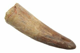 Real Fossil Spinosaurus Tooth - Restored Tip #246887