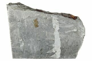 Etched Seymchan Pallasite Slice ( grams) - Russia #247033