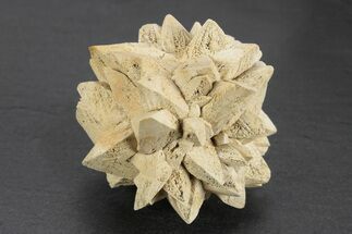 Stellate Glendonite (Calcite Pseudomorph) Cluster - Russia #247208