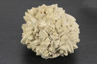 Stellate Glendonite (Calcite Pseudomorph) Cluster - Russia #247213