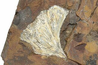 Fossil Ginkgo Leaf From North Dakota - Paleocene #247085