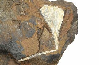 Fossil Ginkgo Leaf From North Dakota - Paleocene #247093