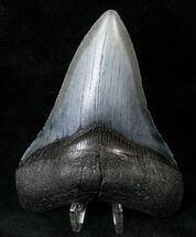 Lower Megalodon Tooth - Venice, Florida #14688