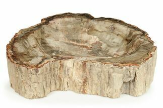 Polished Petrified Wood Dish ( lbs) - Madagascar #247458