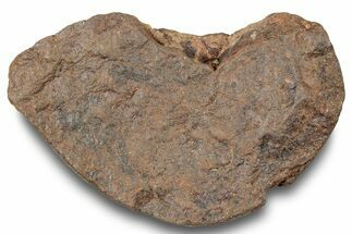 Chondrite Meteorite ( g) - Unclassified NWA #247501