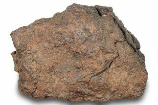 Chondrite Meteorite ( grams) - Western Sahara Desert #247496