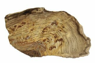 Polished Oligocene Petrified Wood (Pinus) - Australia #247836