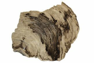 Polished Oligocene Petrified Wood (Pinus) - Australia #247841
