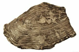 Polished Oligocene Petrified Wood (Pinus) - Australia #247845