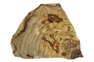 Polished Oligocene Petrified Wood (Pinus) - Australia #247849
