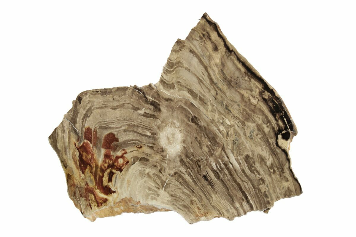 6.4" Polished Oligocene Petrified Wood (Pinus) Australia (247854