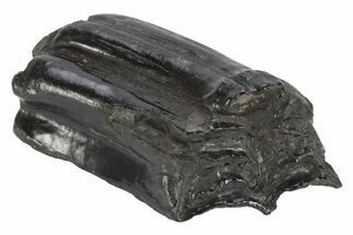 Pleistocene Aged Fossil Horse Tooth - South Carolina #247893