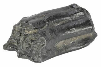 Pleistocene Aged Fossil Horse Tooth - South Carolina #247898