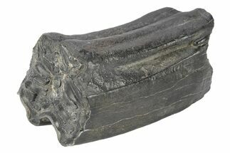 Pleistocene Aged Fossil Horse Tooth - South Carolina #247900