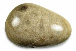 Polished Petoskey Stone (Fossil Coral) - Michigan #248069