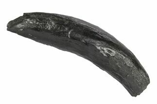 Fossil Pygmy Sperm Whale (Kogiopsis) Tooth - South Carolina #247939