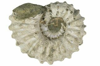 Bumpy Ammonite (Douvilleiceras) Fossil - Madagascar #247952