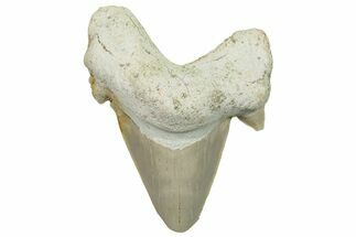 Fossil Shark Tooth (Otodus) - Morocco #248010