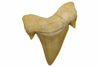 Fossil Shark Tooth (Otodus) - Morocco #248014