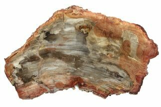 Colorful, Petrified Wood (Araucaria) Slab - Madagascar #247308