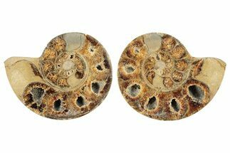 Polished, Sutured Ammonite (Argonauticeras?) Fossil - Madagascar #247504