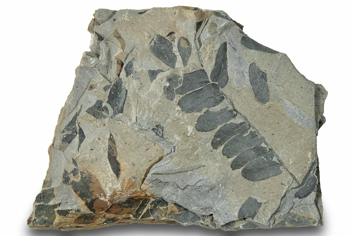 3.5" Pennsylvanian Fossil Fern (Neuropteris) Plate Kentucky (248119