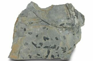 Pennsylvanian Fossil Fern (Neuropteris) Plate - Kentucky #248180