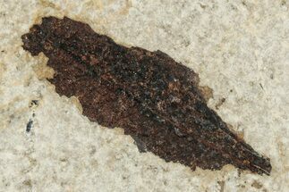 Fossil Leaf - Green River Formation, Wyoming #248206