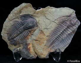 Double Hydrocephalus Trilobite - Czech Republic #2407