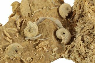 Miniature Fossil Cluster (Ammonites, Cephalopods) - France #248413