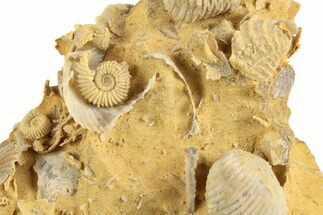 Miniature Fossil Cluster (Ammonites, Brachiopods) - France #248449