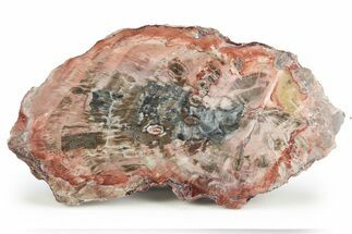 Petrified Wood (Araucaria) End-Cut With Fungal Rot - Arizona #248640