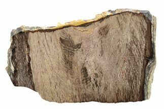 Polished Petrified Wood (Oak) Slab - Swartz Canyon, Oregon #248639